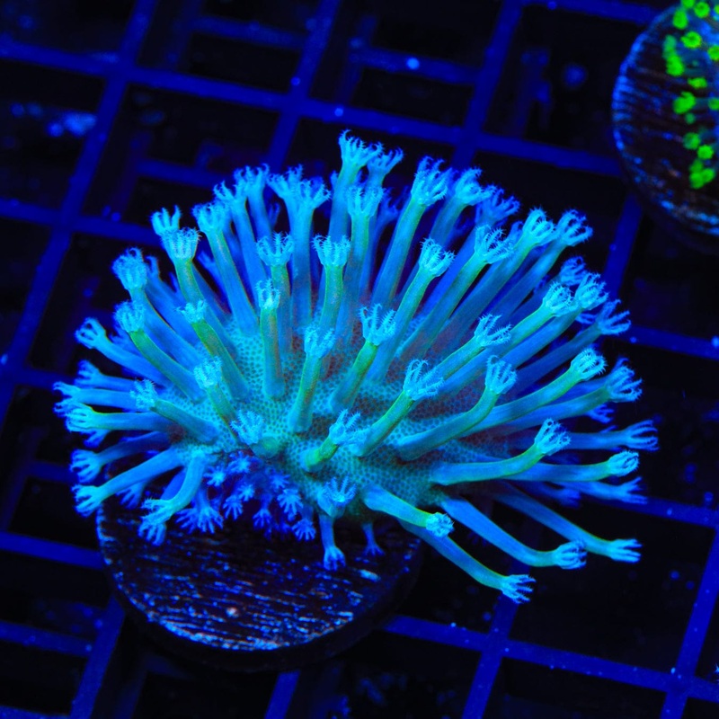Long Polyp Toadstool Coral