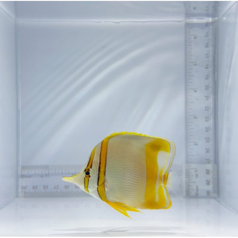 Marginalis Butterfly Fish