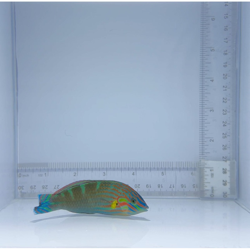 Melanurus Wrasse Fish