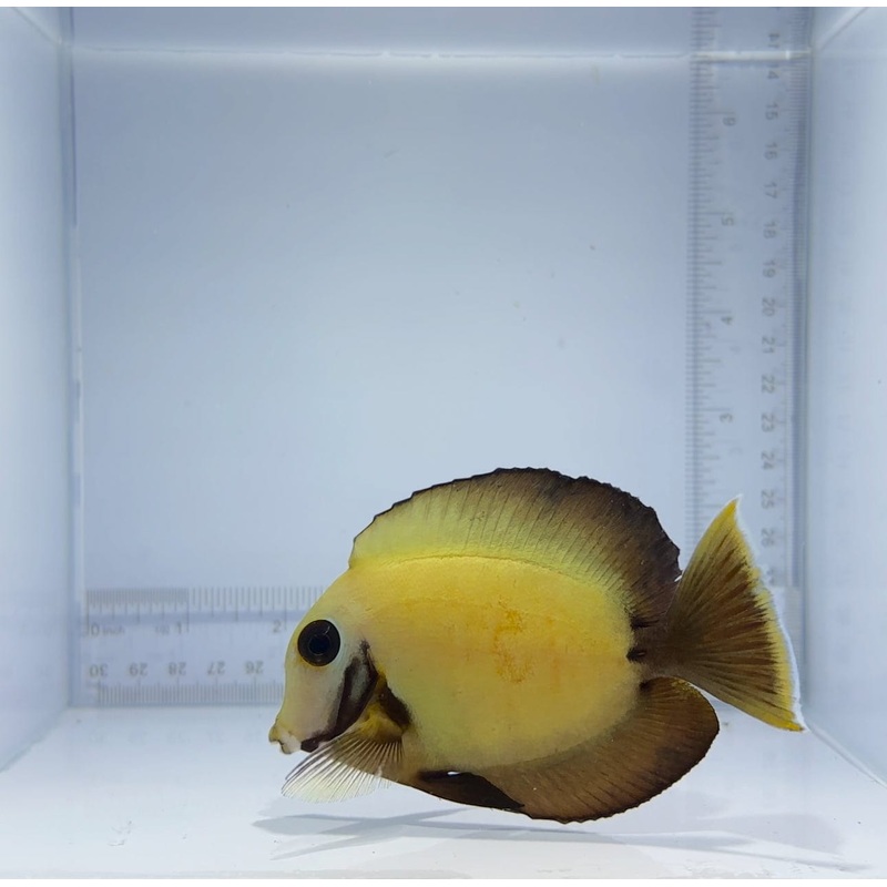 Mimic Eibli Tang Fish