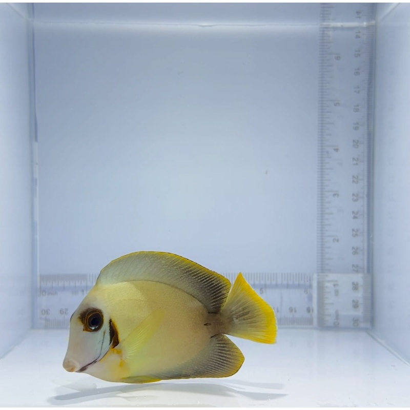 Mimic Lemon-Peel Tang Fish