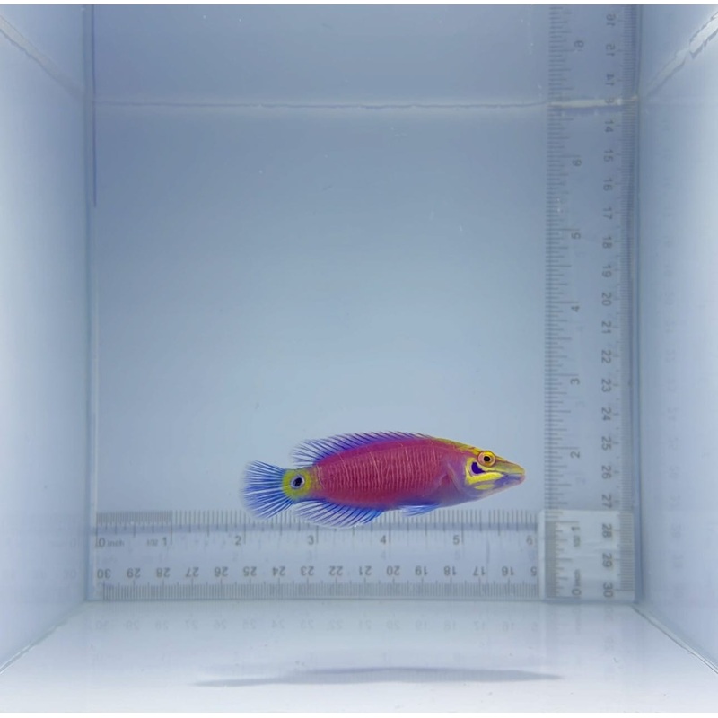 Mystery Wrasse Fish