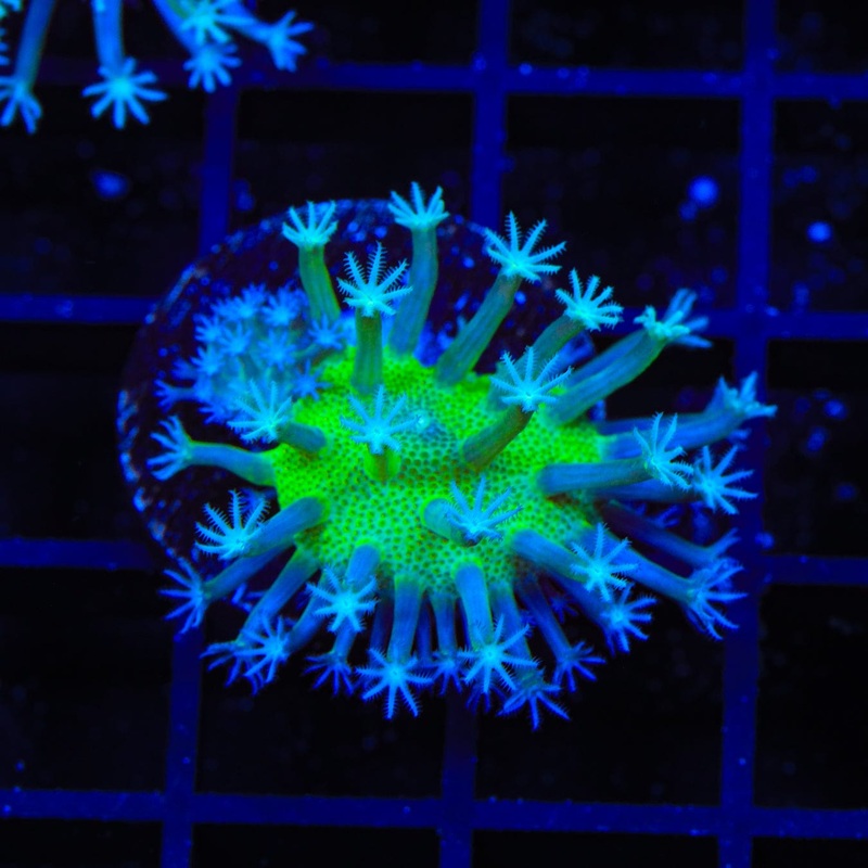 Neon Center Long Polyp Toadstool Leather Coral