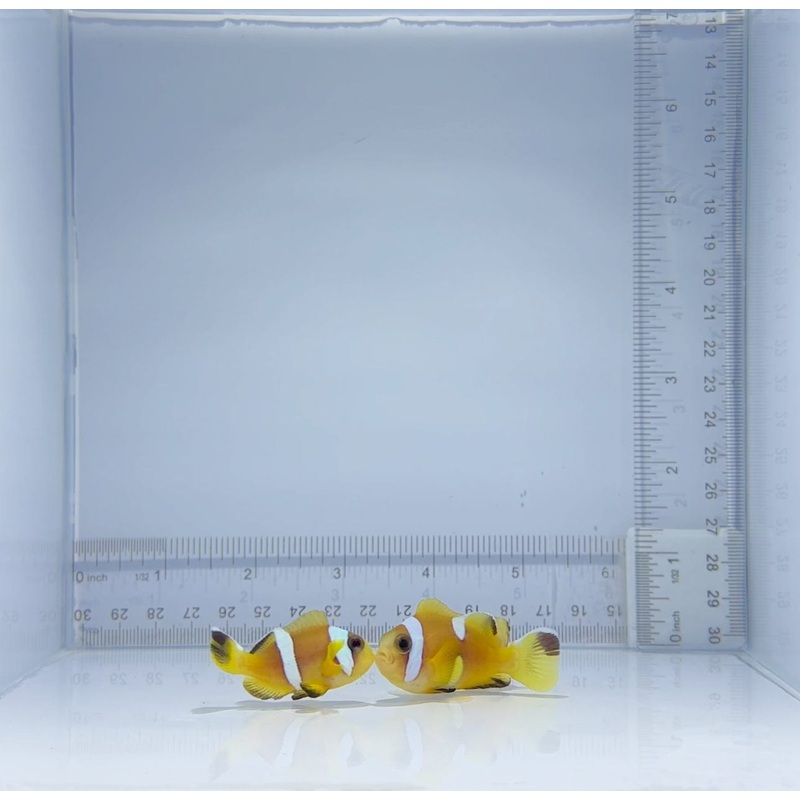 Oman Clarkii Clownfish