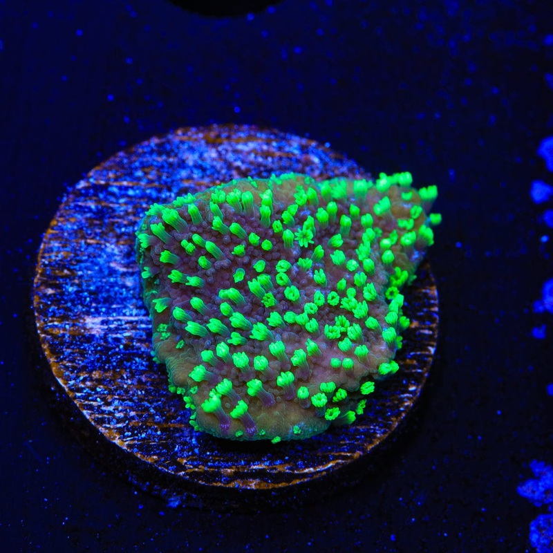 ORA Supernatural Montipora Cap Coral