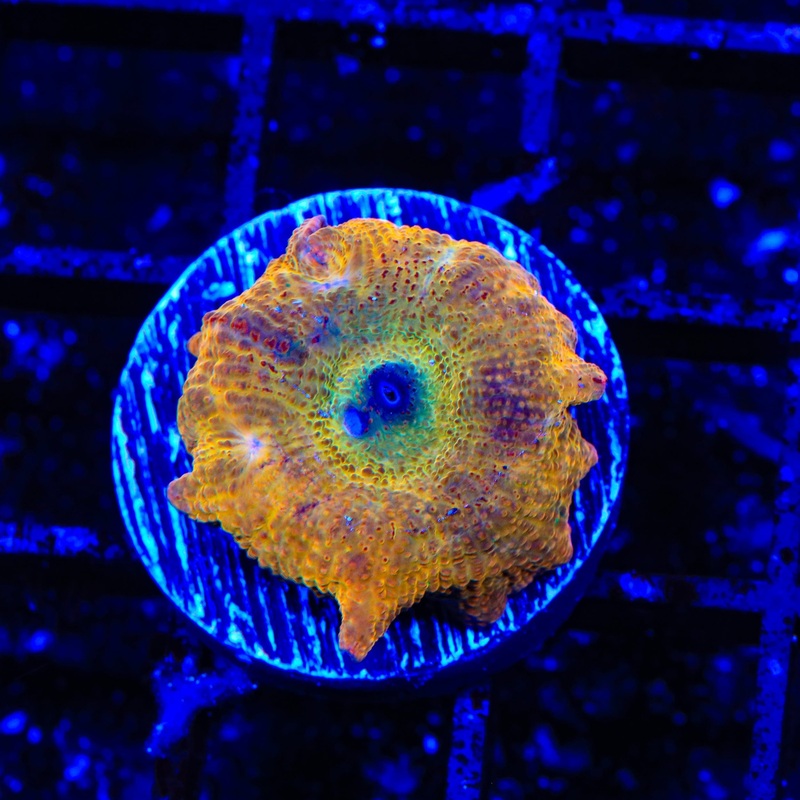 Orange Smear Mushroom Coral