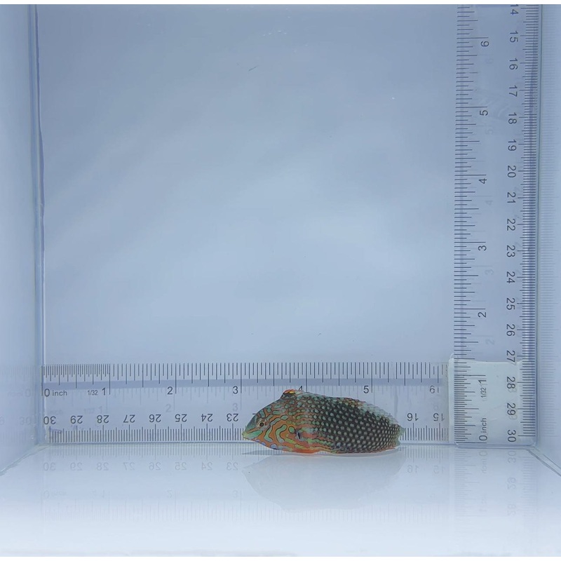 Ornate Leopard Wrasse Fish