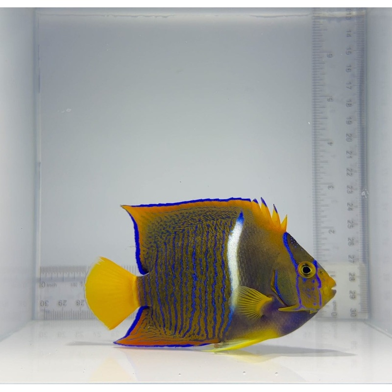 Passer Angelfish Fish