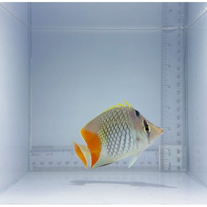 Pearlscale Butterfly Fish