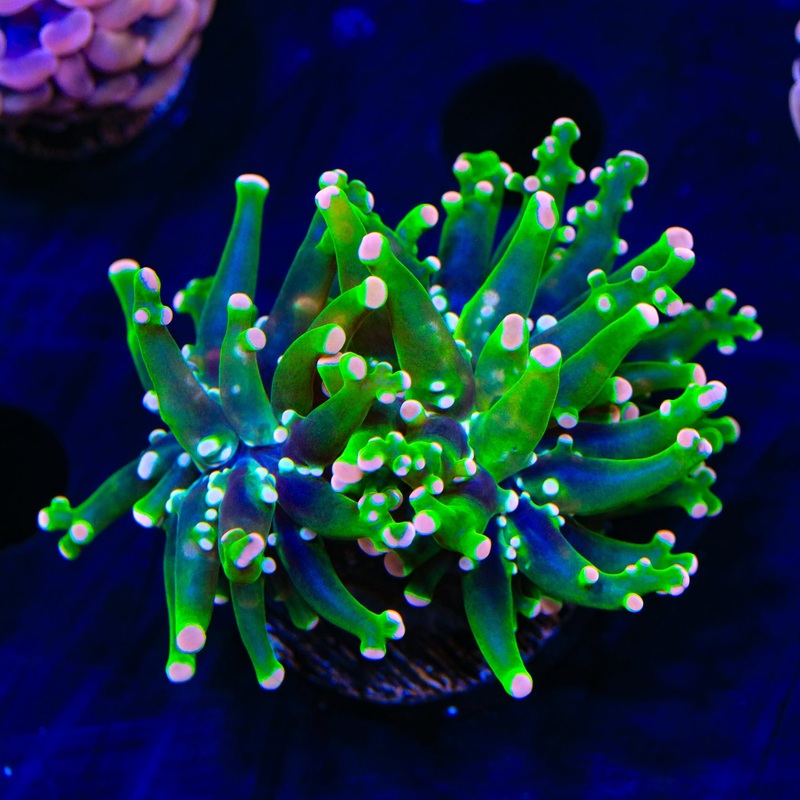 Pink Tip Frogspawn Coral