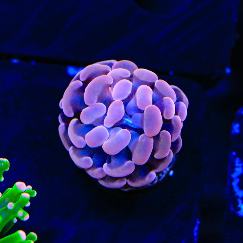 Purple Hammer Coral
