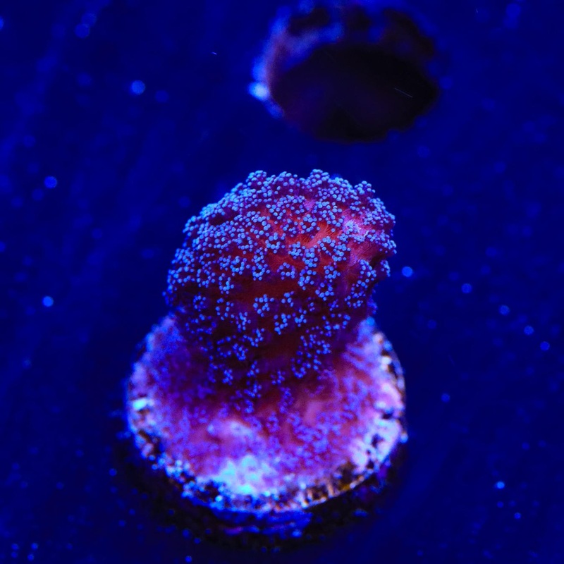 Purple Stylophora Coral