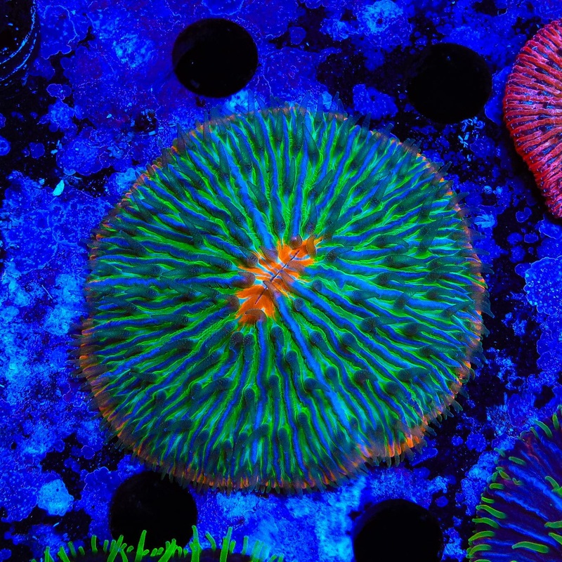 Rainbow Plate Coral