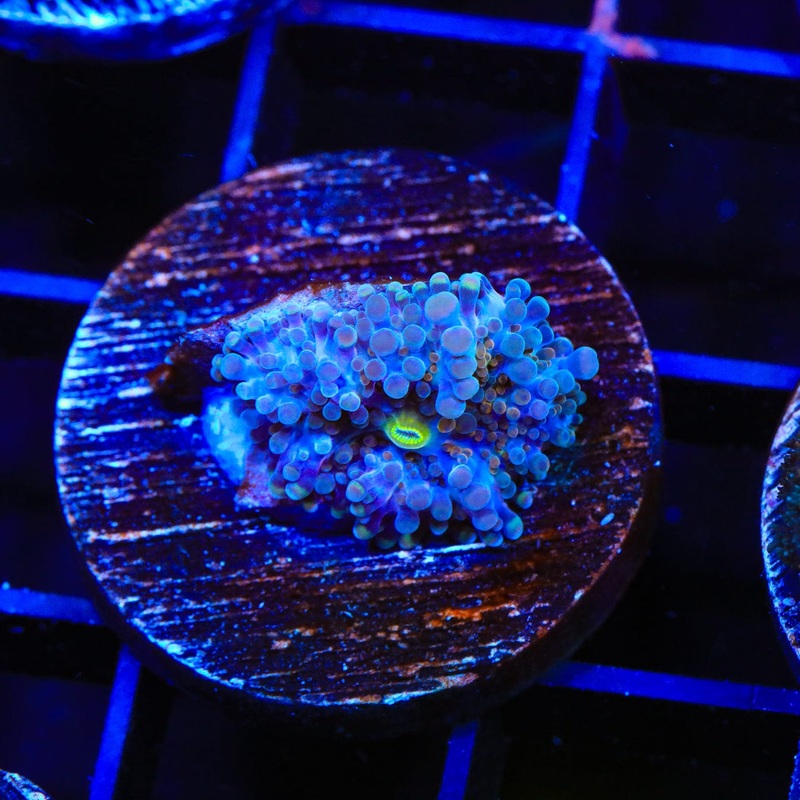 Rainbow Yuma Coral