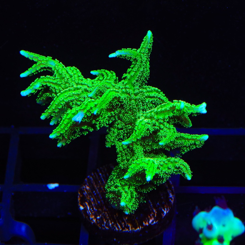 RW Jade Dragon Birdsnest Coral