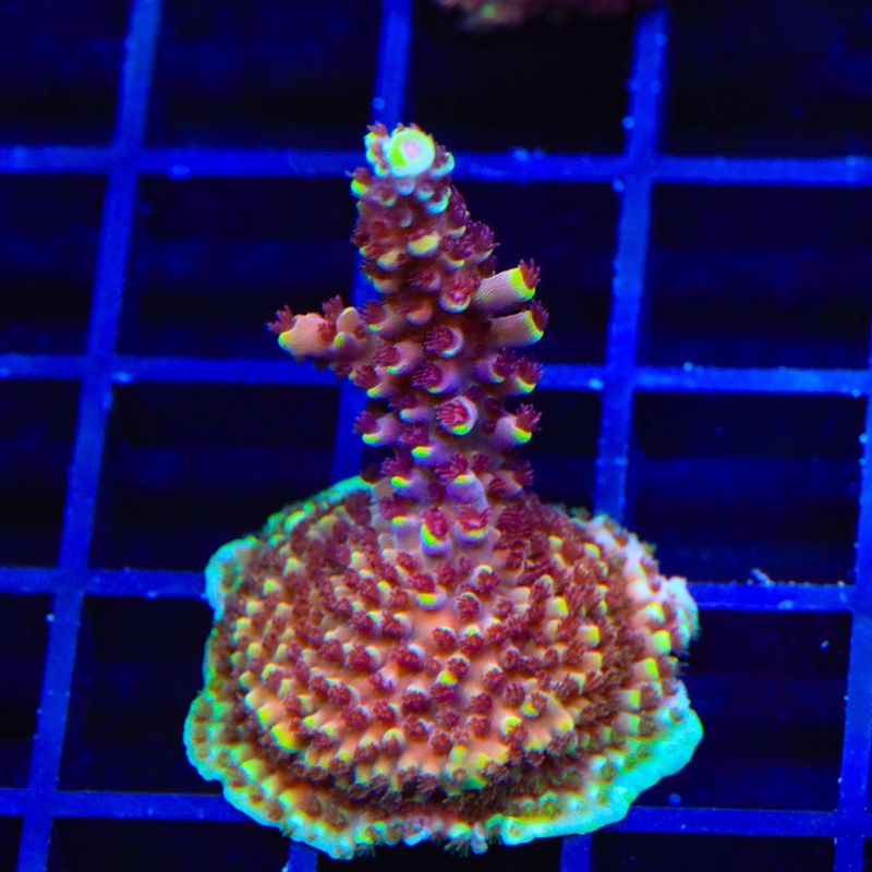 TGC Red Cadillac Acropora Coral