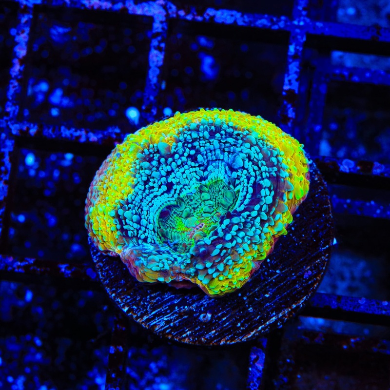 TSA Beetlejuice Bowerbankii Coral