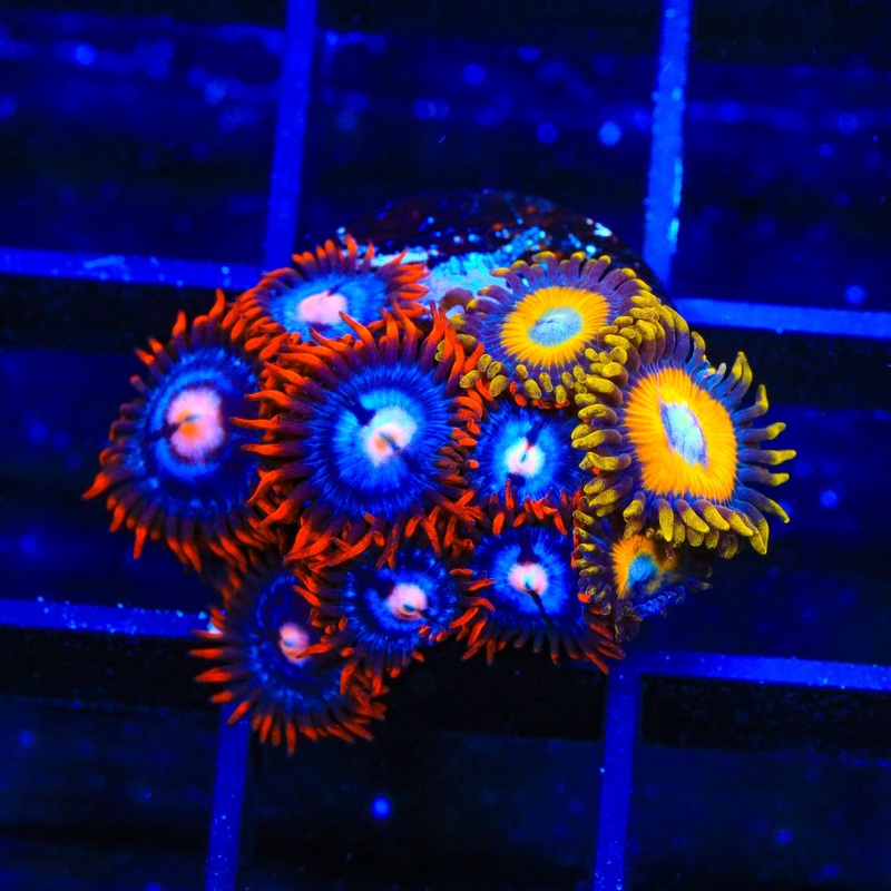 TSA Blue Eye Hornet and Yellow Brick Road Zoanthids Coral