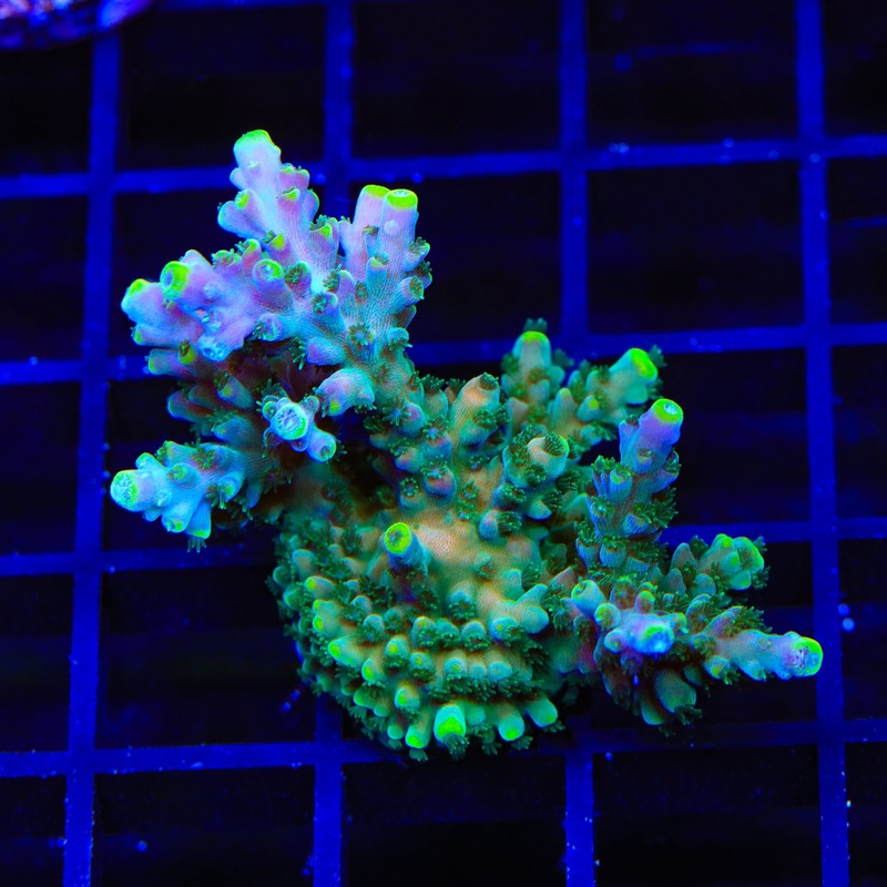 TSA Bollywood Acropora XL Frag Coral
