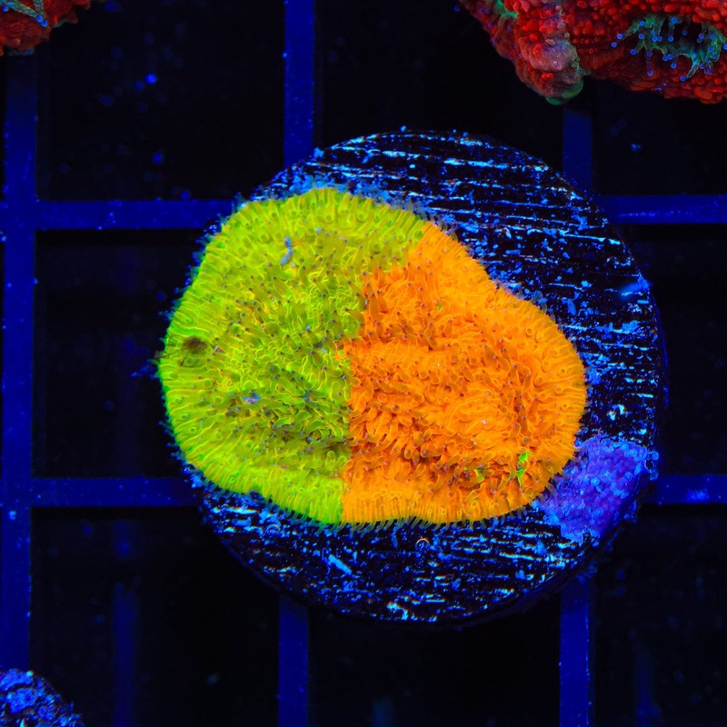 TSA Citrus Blast Grafted Lithophyllon Coral