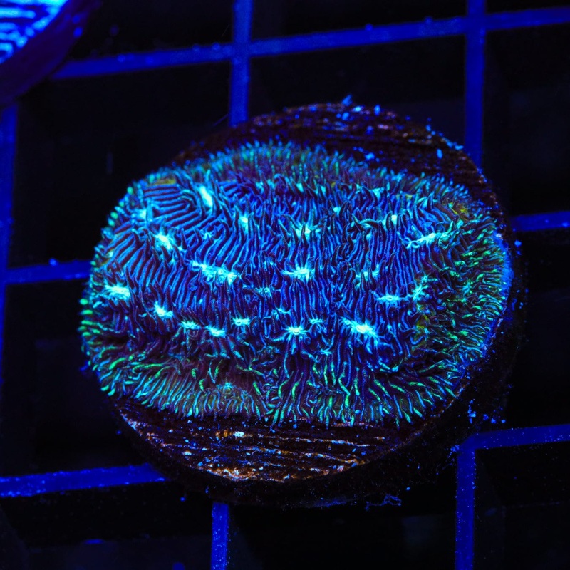 TSA Cloverfield Leptoseris Coral