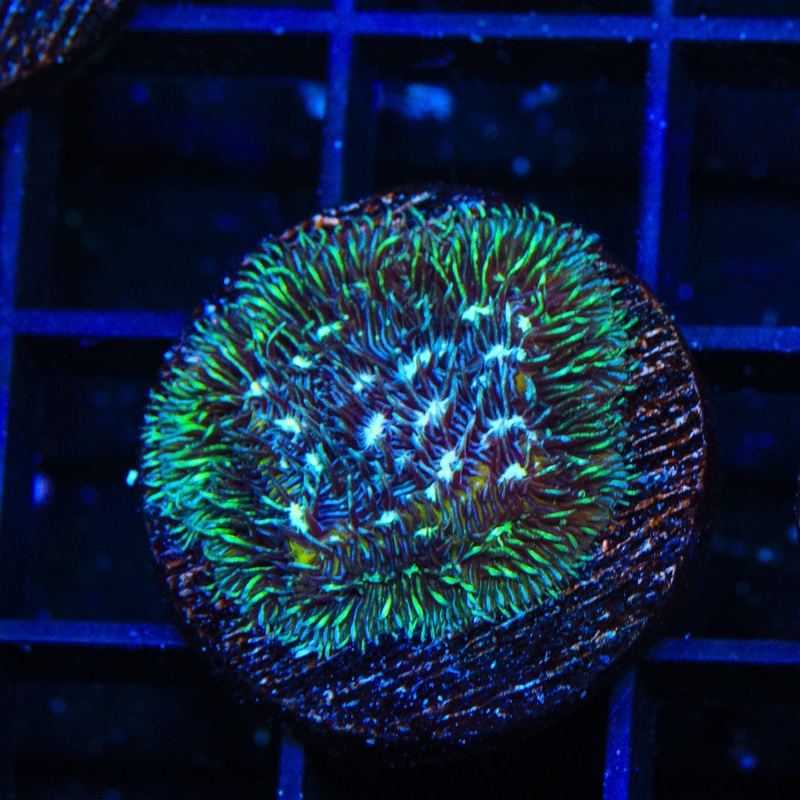 TSA Cloverfield Pavona Coral