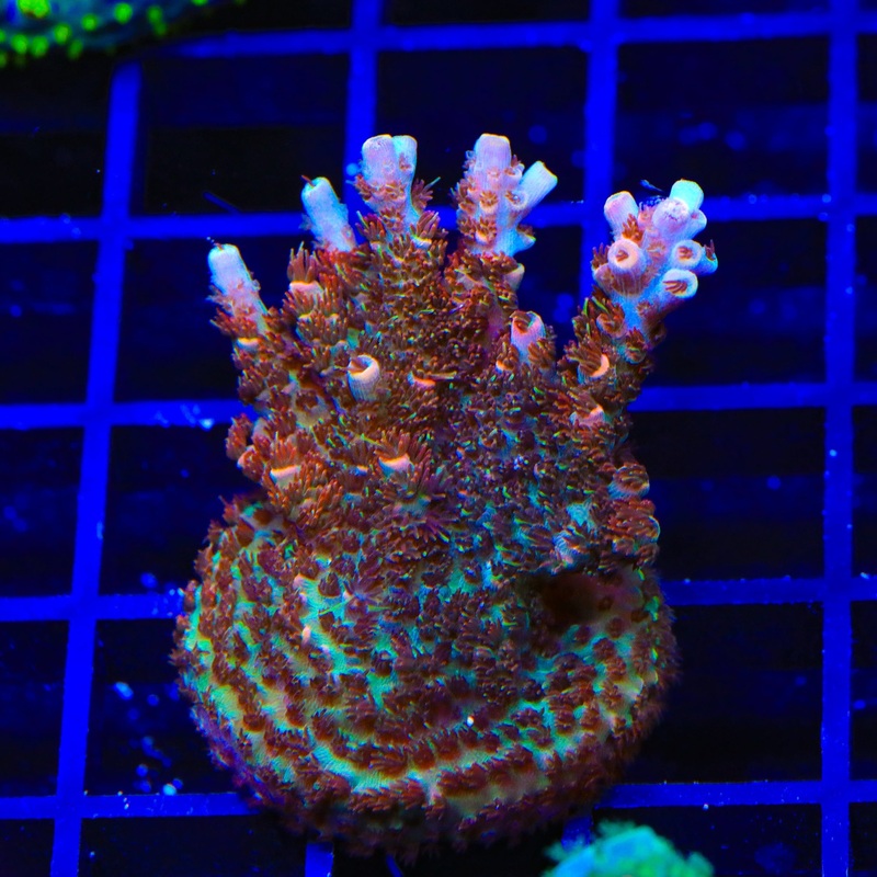 TSA Daydream Acropora XL Frag Coral