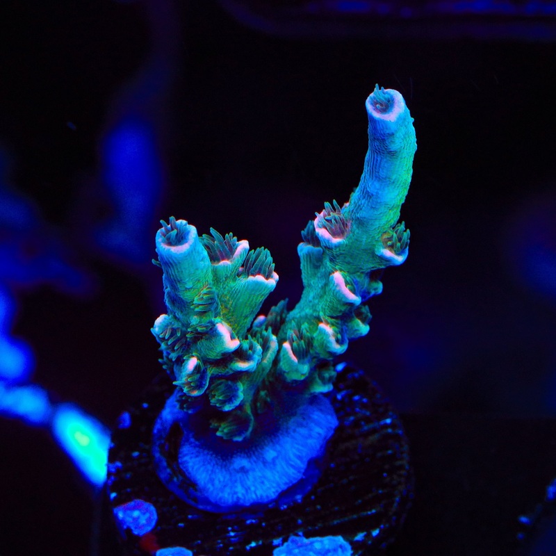 TSA Death Grimace Tenuis Acropora Coral