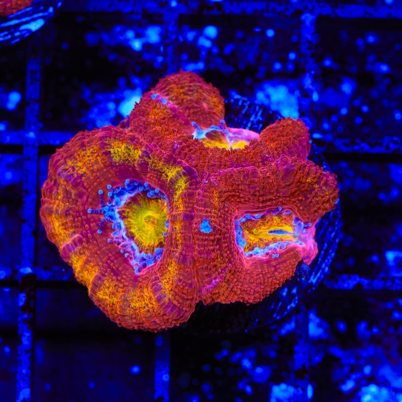 TSA Dipped In Fire Acan Coral