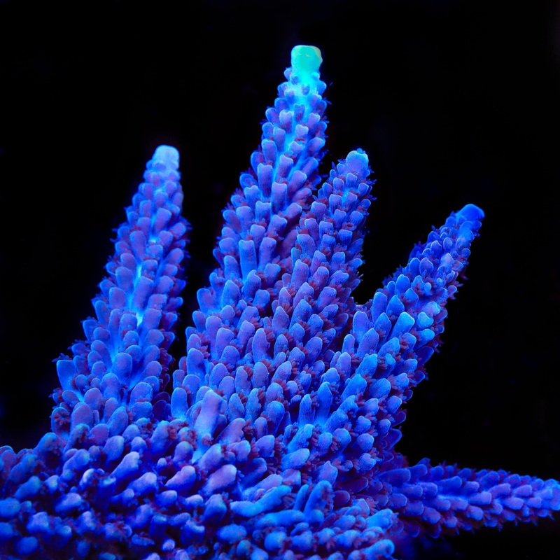 TSA Ernie Hudson Stag Acropora Coral