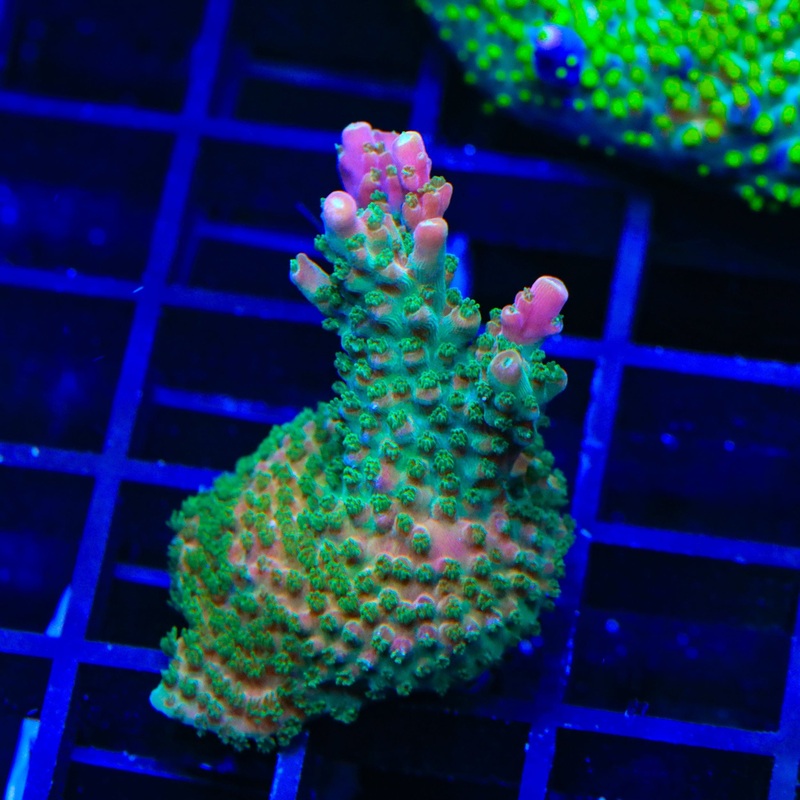 TSA Explosive Ember Acropora Coral