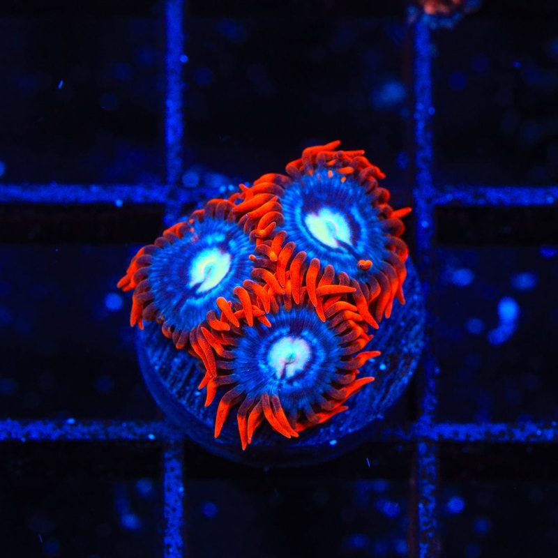 TSA Fire and Ice Zoanthids Coral
