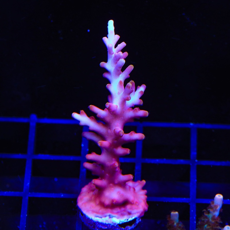 TSA Fire Dragon Acropora XL Frag Coral