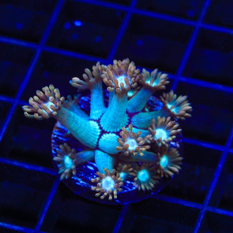 TSA Genie Goniopora Coral