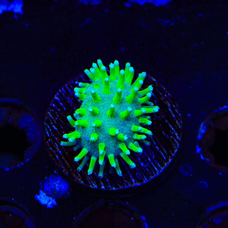 TSA Glowworm Toadstool Leather Coral