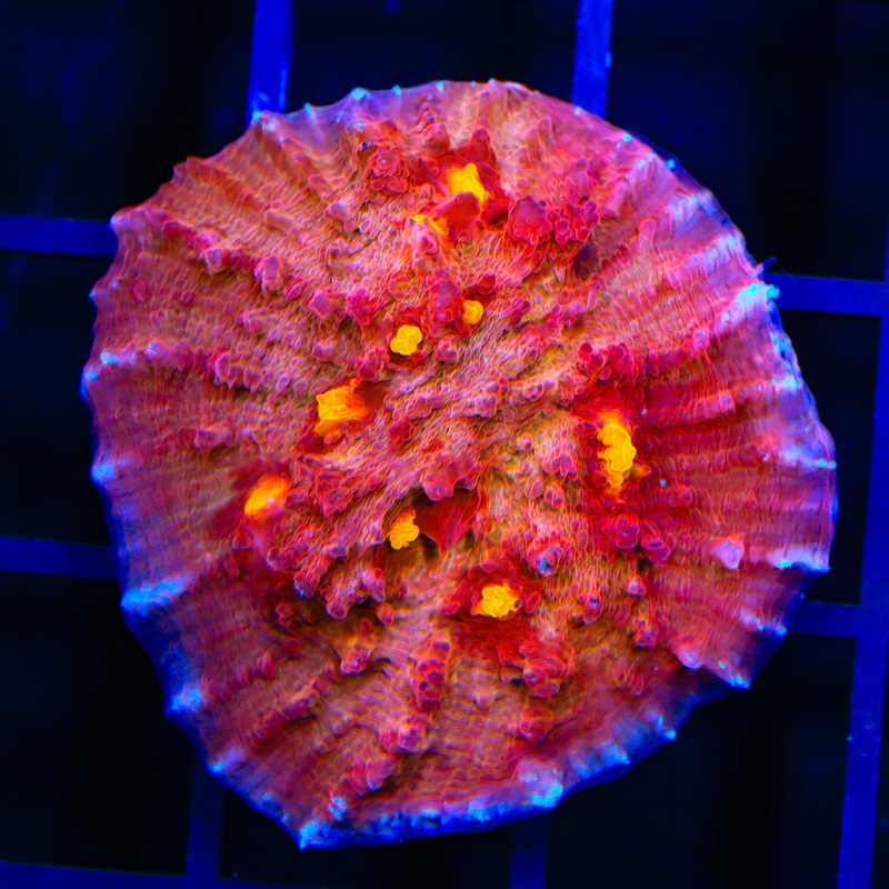 TSA Golden Eye Chalice Coral