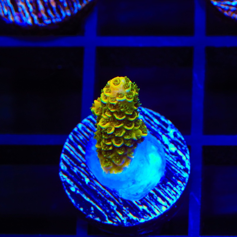 TSA Golden Matrix Acropora Coral