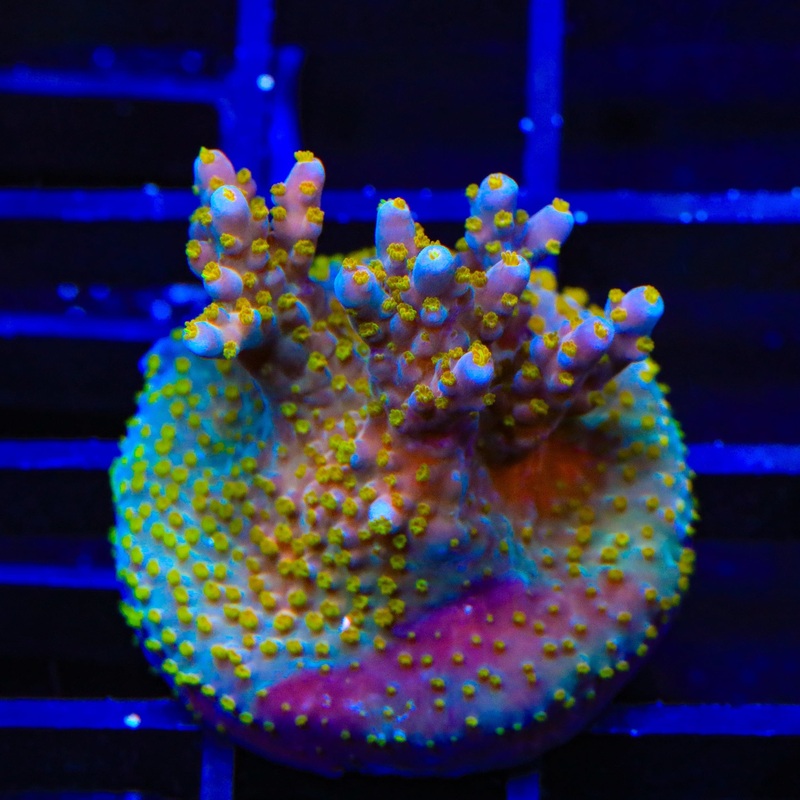 TSA Goliath Acropora XL Frag Coral