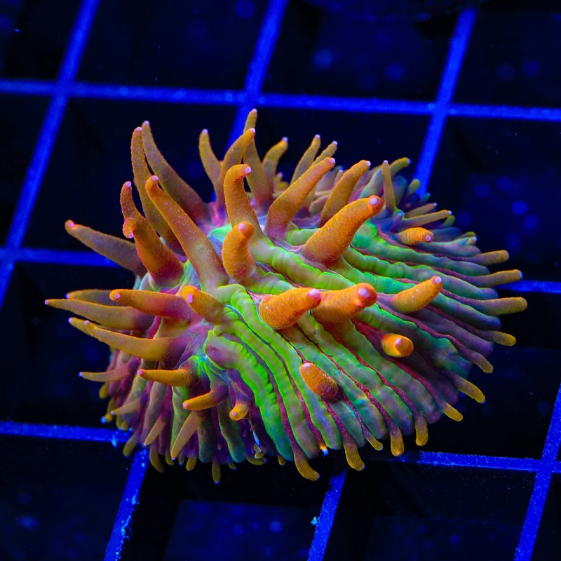 TSA Grafted Rainbow Blanka Plate Coral