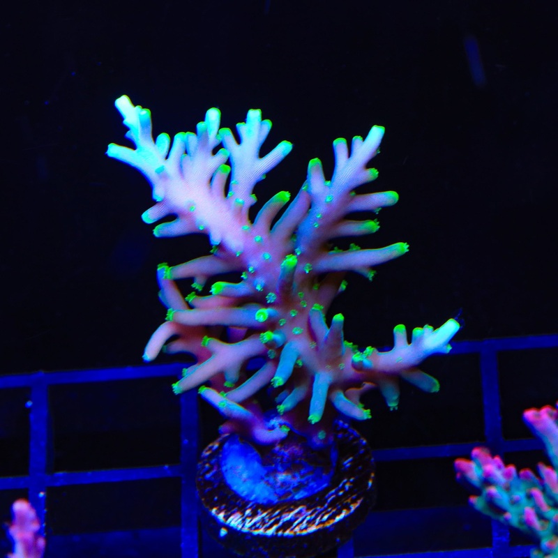 TSA Green Dragon Acropora XL Frag Coral