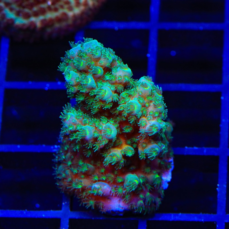 TSA Gremlin Acropora XL Frag Coral