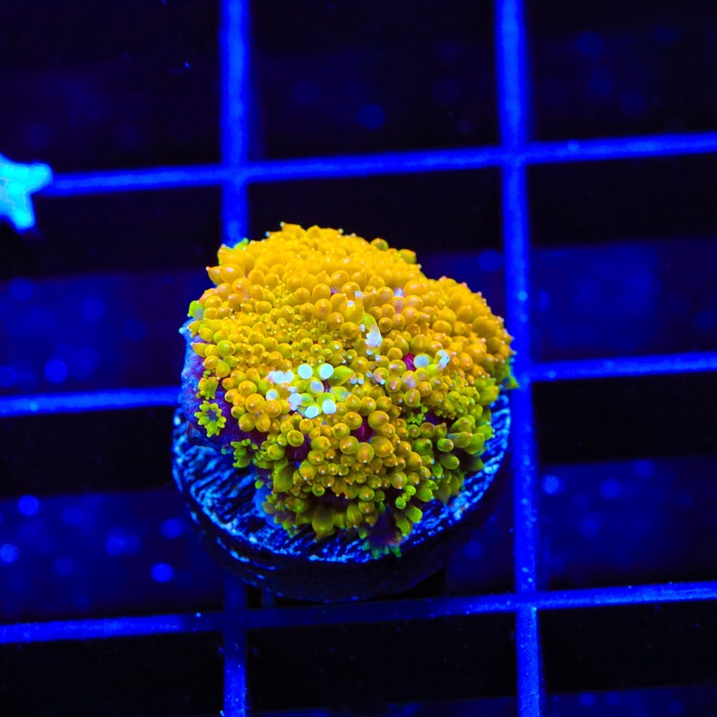 TSA Laffy Taffy Goniopora Coral