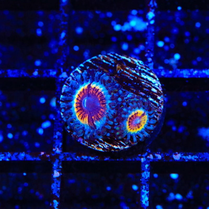 TSA Little Shop of Nightmares Zoanthid Coral