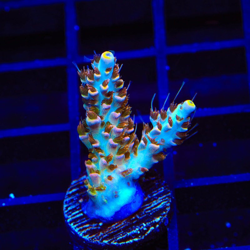 TSA Long Island Acropora Coral