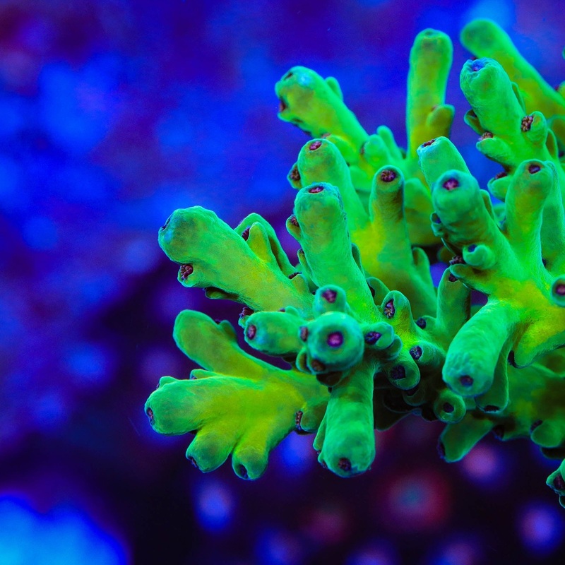 TSA Malaysia Jawdropper Acropora Coral