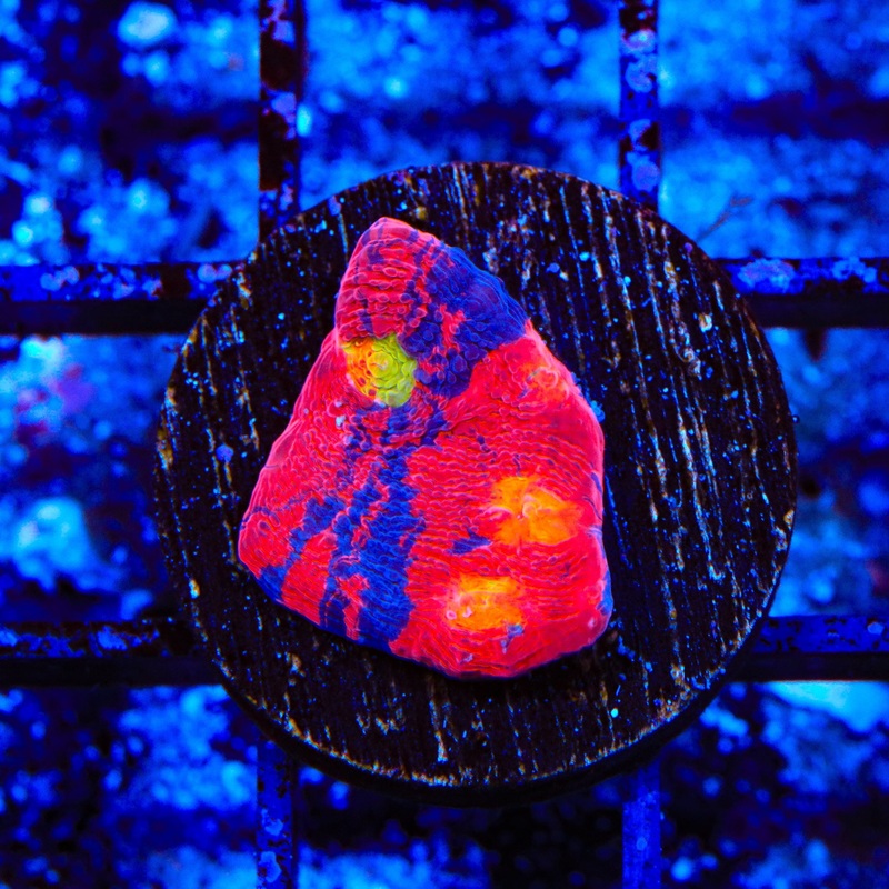 TSA Moon Lava Chalice Coral
