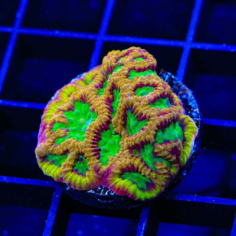TSA Pandemic Favia Coral