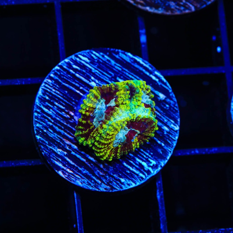 TSA Pikachu Favia Coral