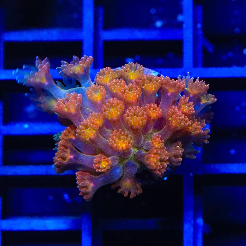 TSA Reese's Pieces Goniopora Coral
