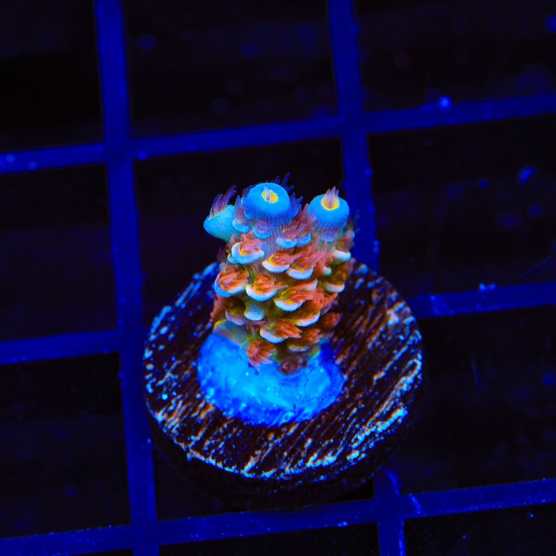 TSA Rocky Balboa Tenuis Acropora Coral